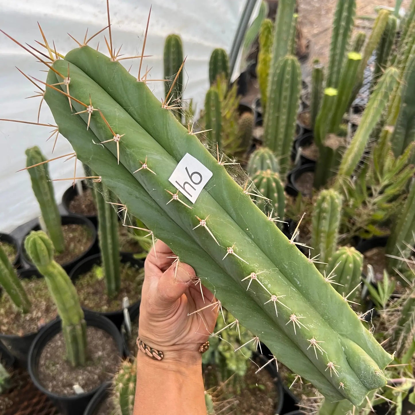 SLOPS - h6 14” tip cutting - live cactus plant