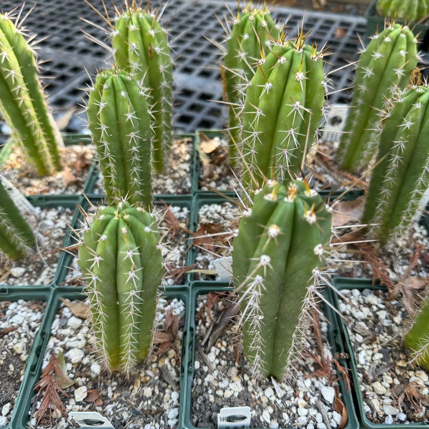 Smoley x Millz 4” pot - live cactus plant