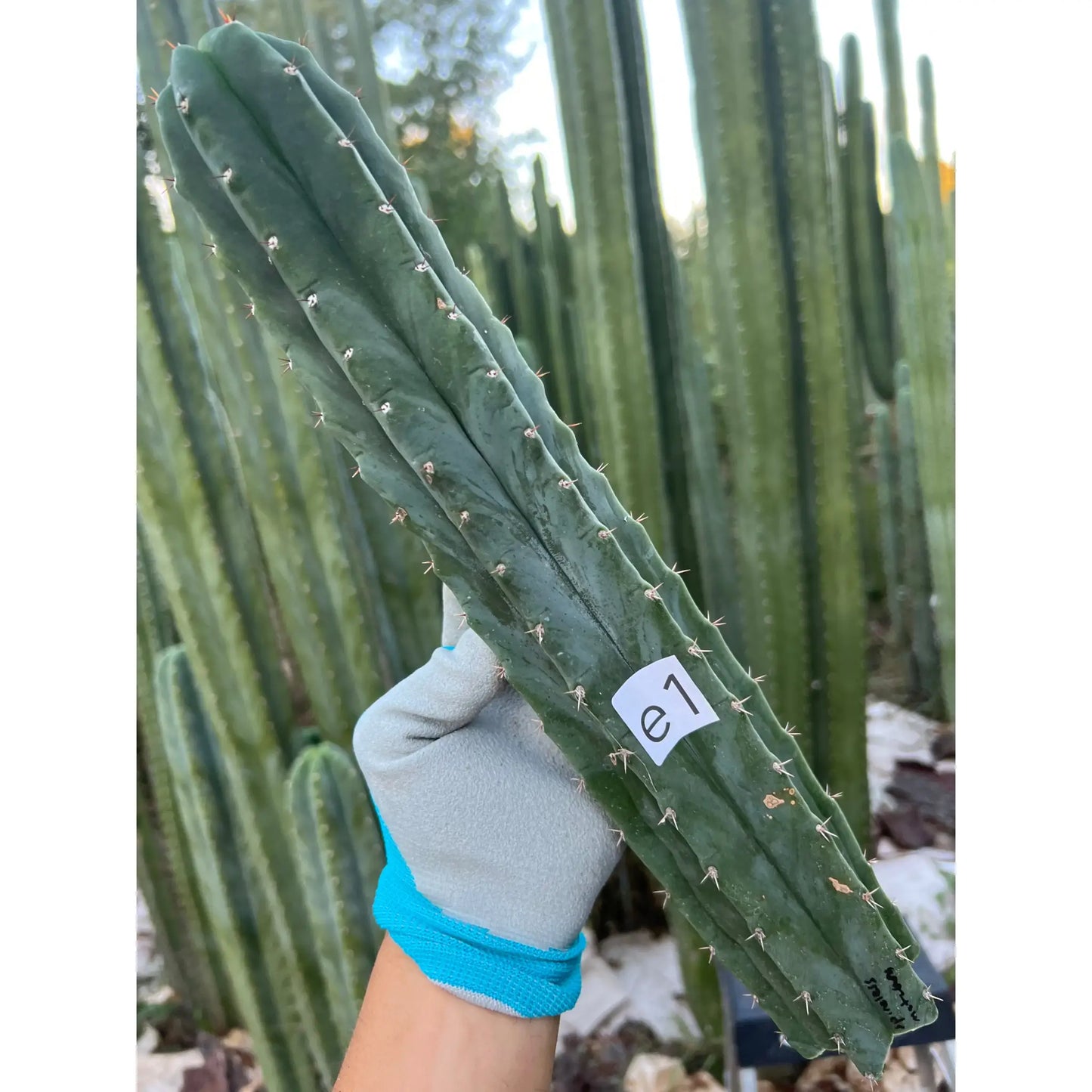 spineless matucana - e1 14” tip cutting - live cactus plant