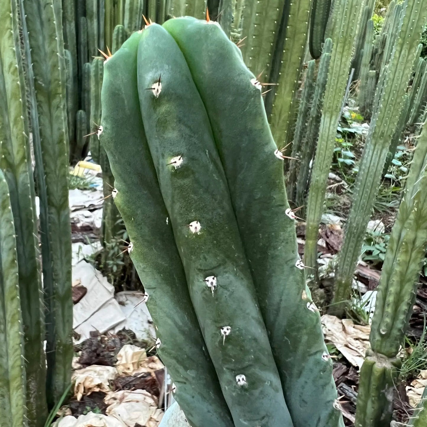spineless matucana - e1 14” tip cutting - live cactus plant