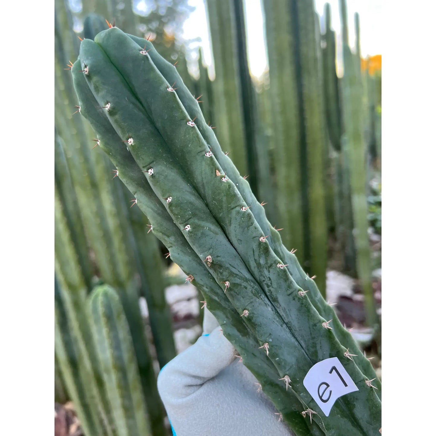 spineless matucana - e1 14” tip cutting - live cactus plant