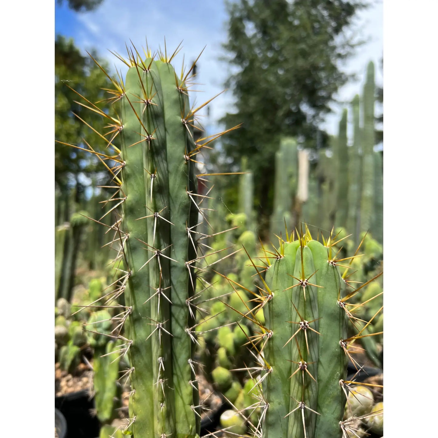 spiny pach - o0 10” tip cutting - live cactus plant