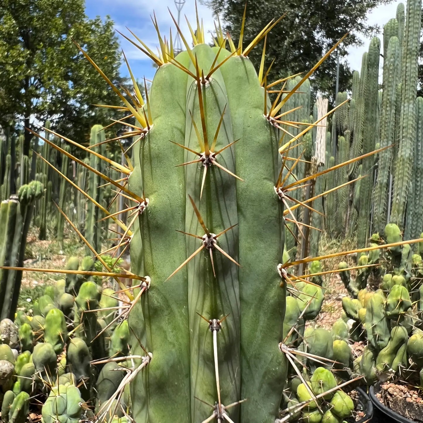 spiny pach - o0 10” tip cutting - live cactus plant