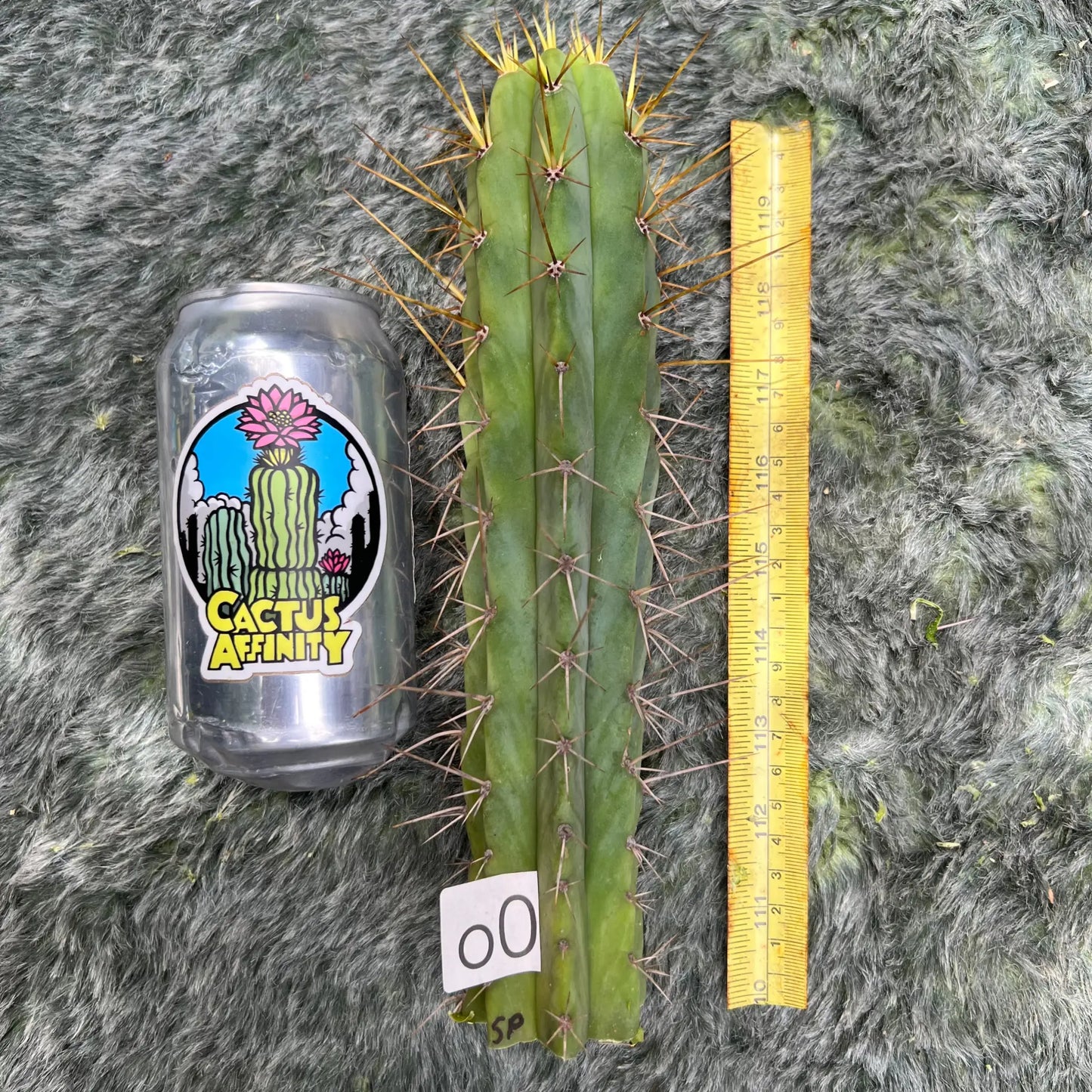 spiny pach - o0 10” tip cutting - live cactus plant