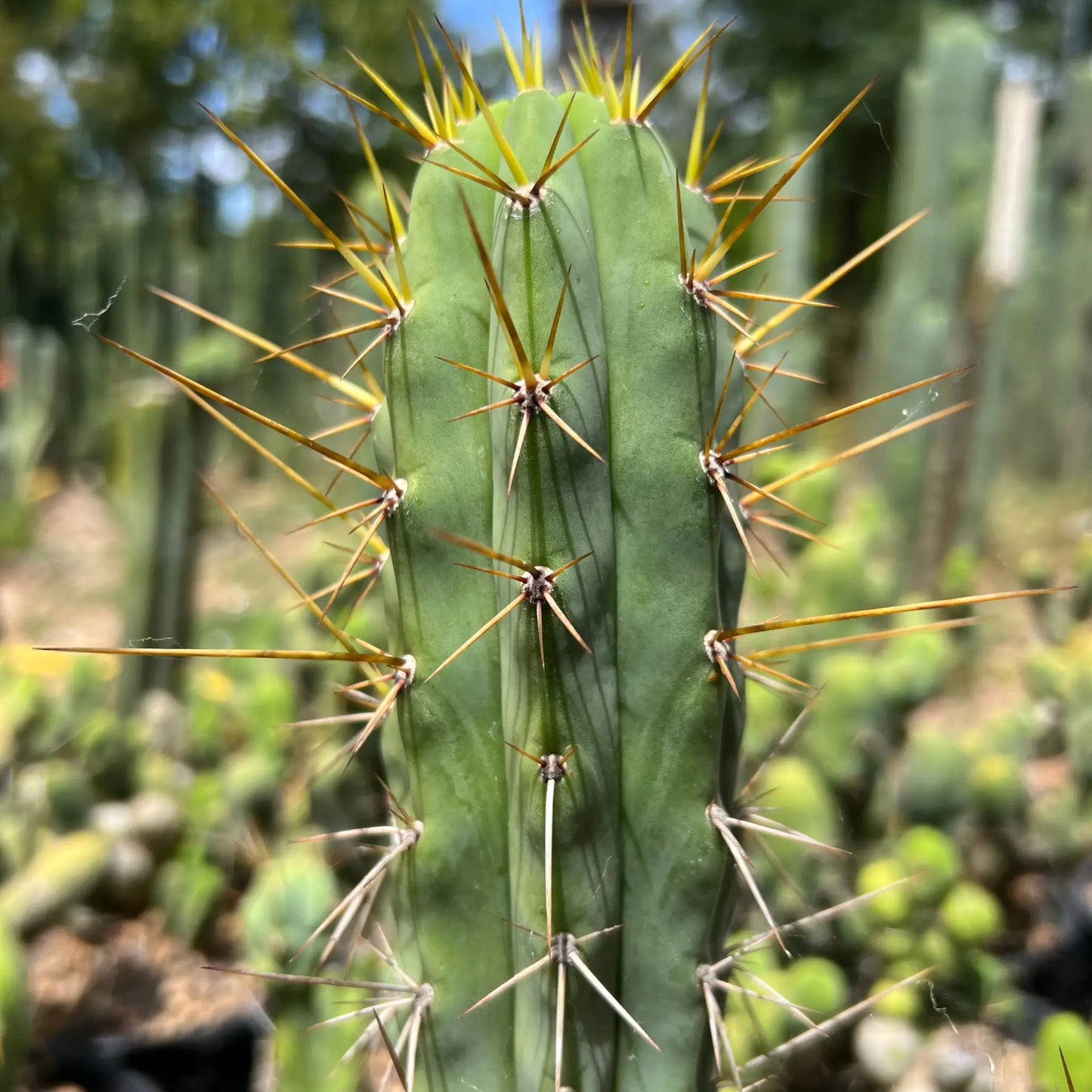 spiny pach - o0 10” tip cutting - live cactus plant