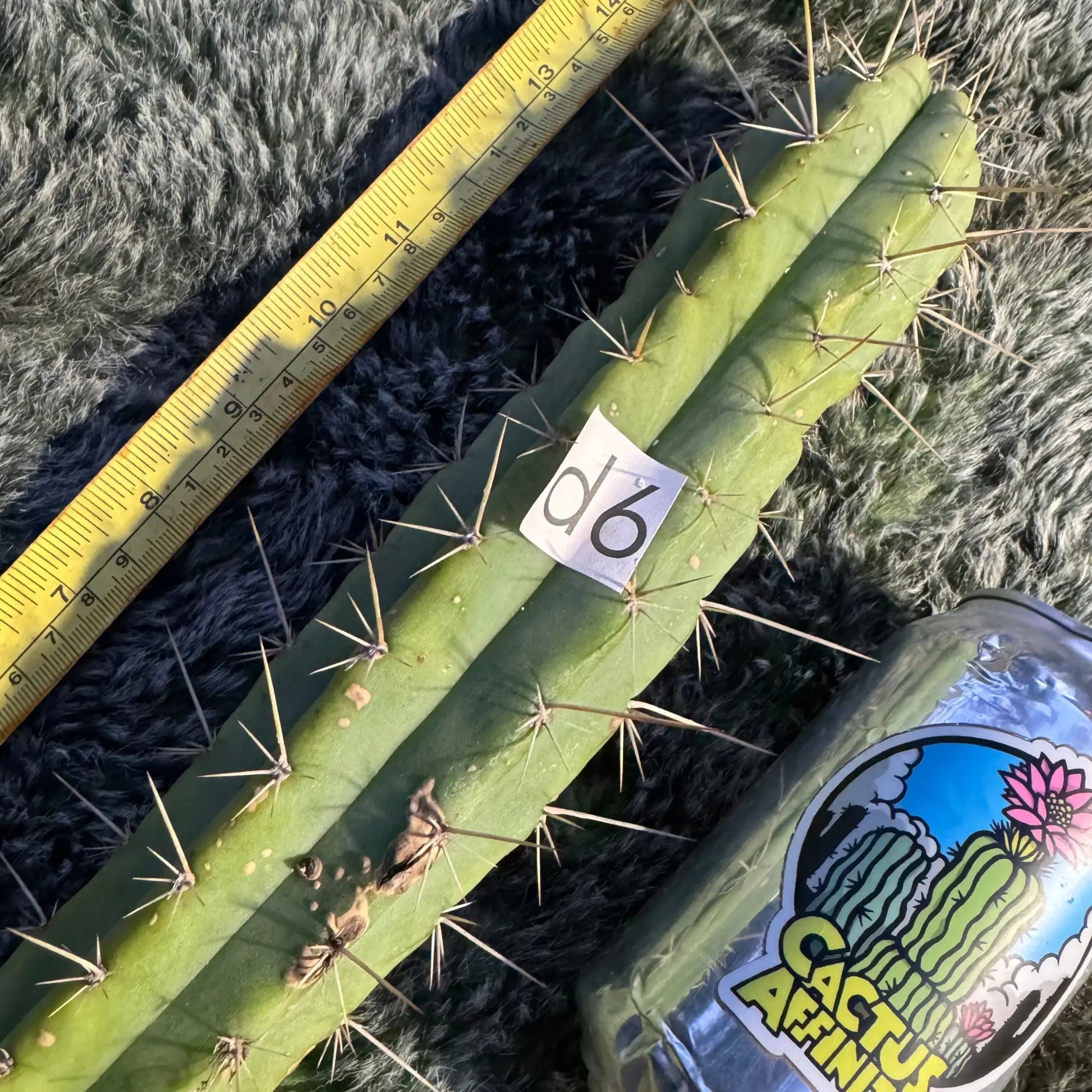SS02 x KSG - r2 14” tip cut - live cactus plant