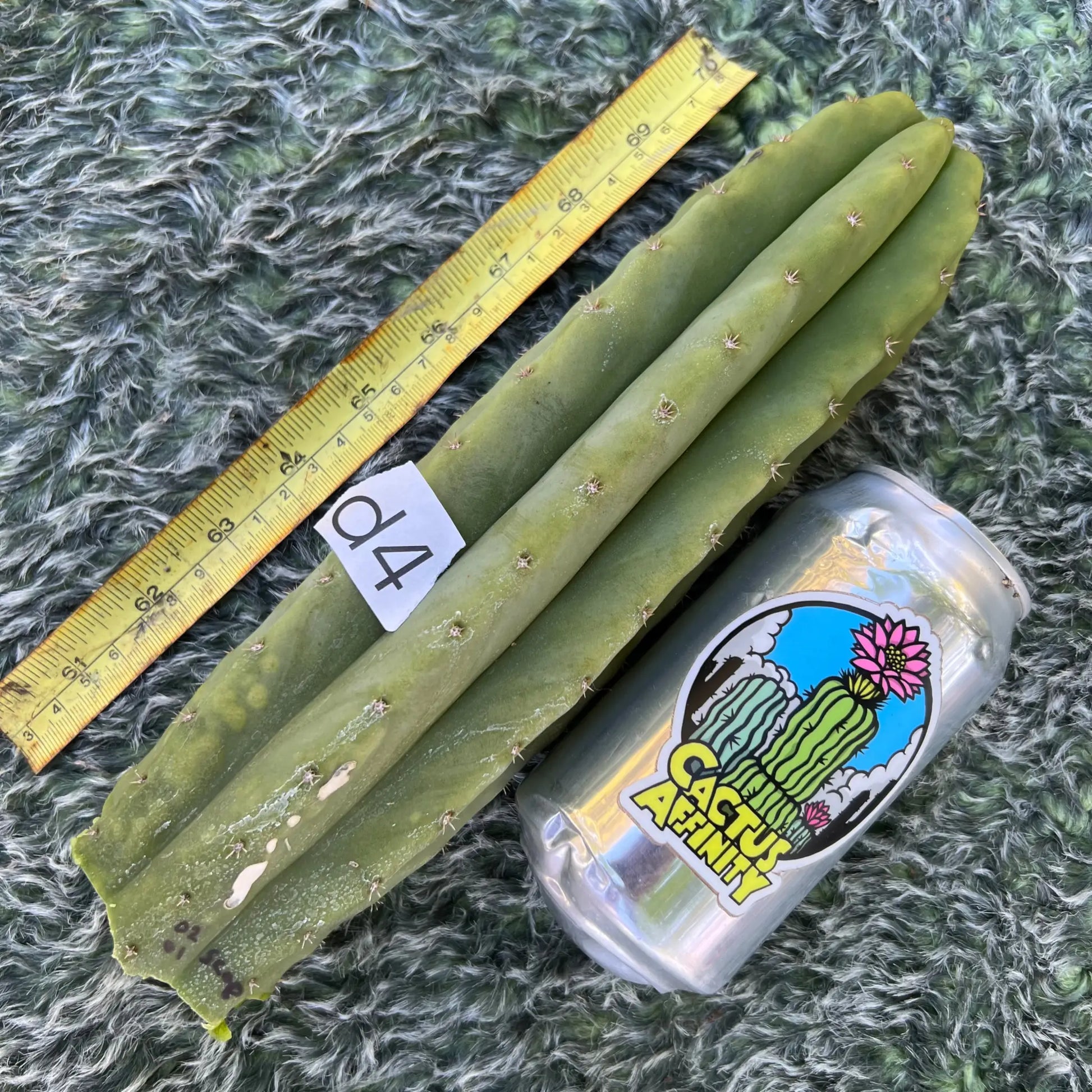 (SS02 x SS01) scop - d4 10” tip cut - live cactus plant