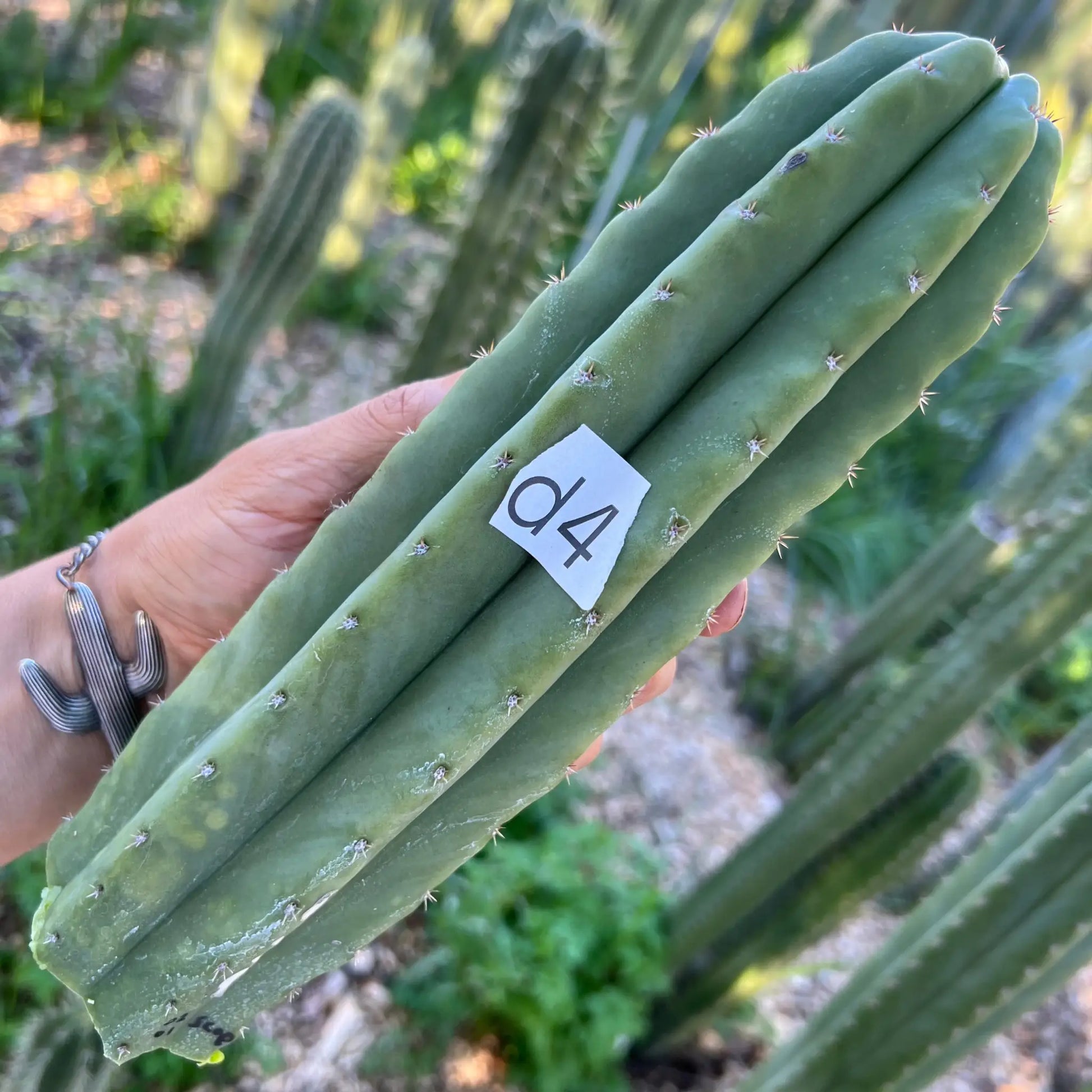 (SS02 x SS01) scop - d4 10” tip cut - live cactus plant