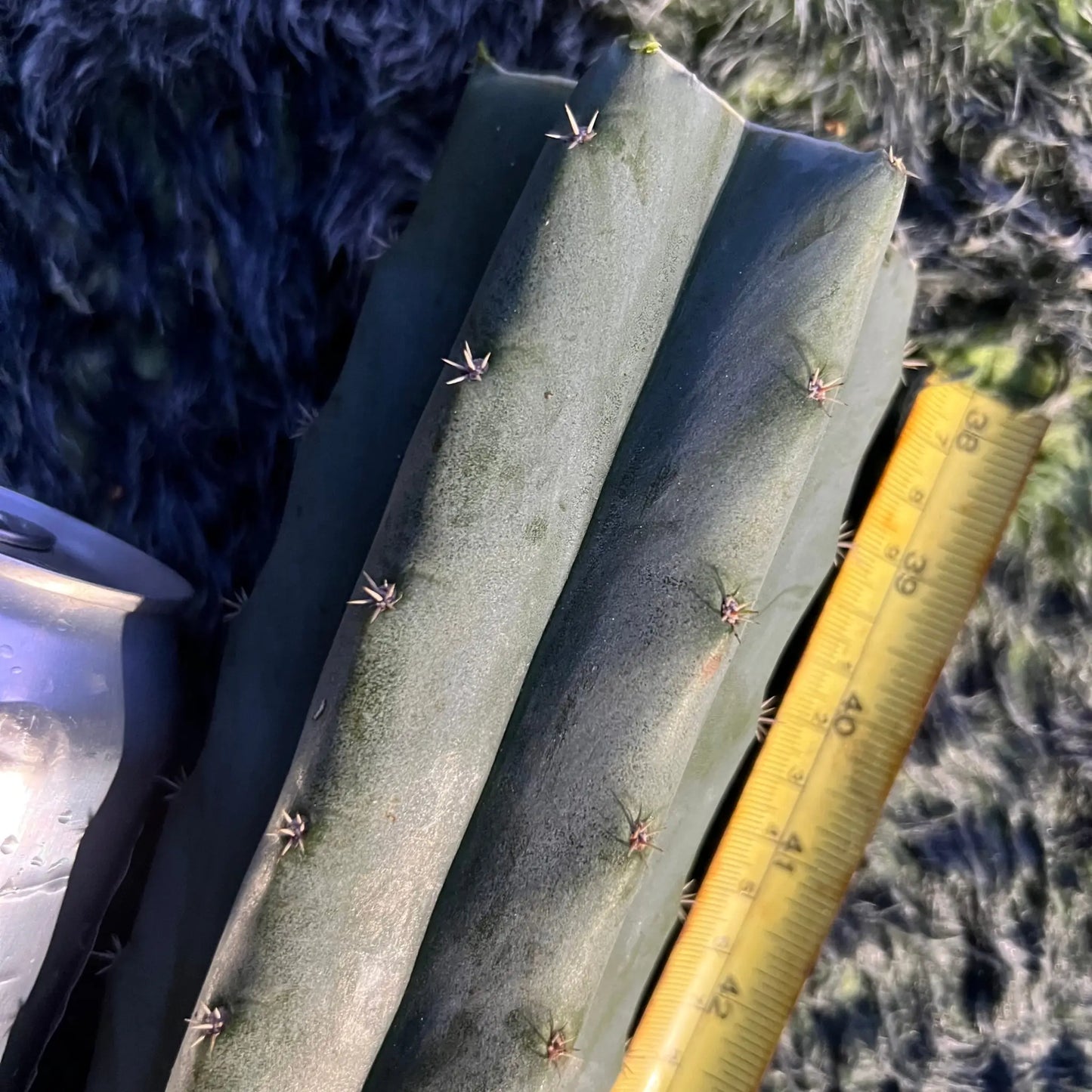 (SS02xSS01) x thelegonus - live cactus plant