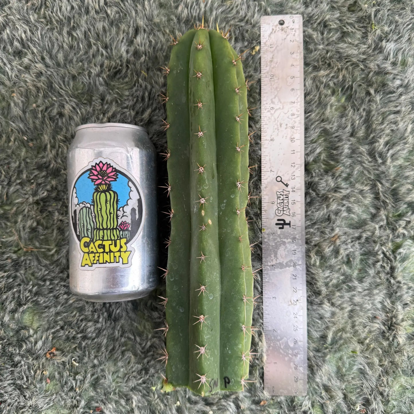 Star Nursery Short Spine Peru - one 10” tip cutting