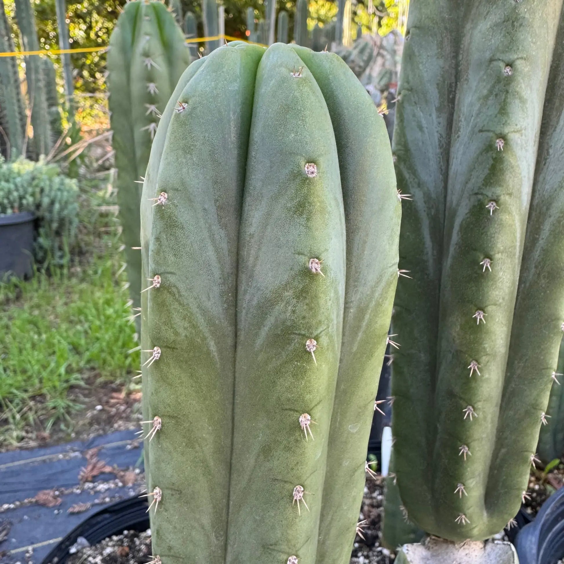 Star’s Ayacucho - live cactus plant