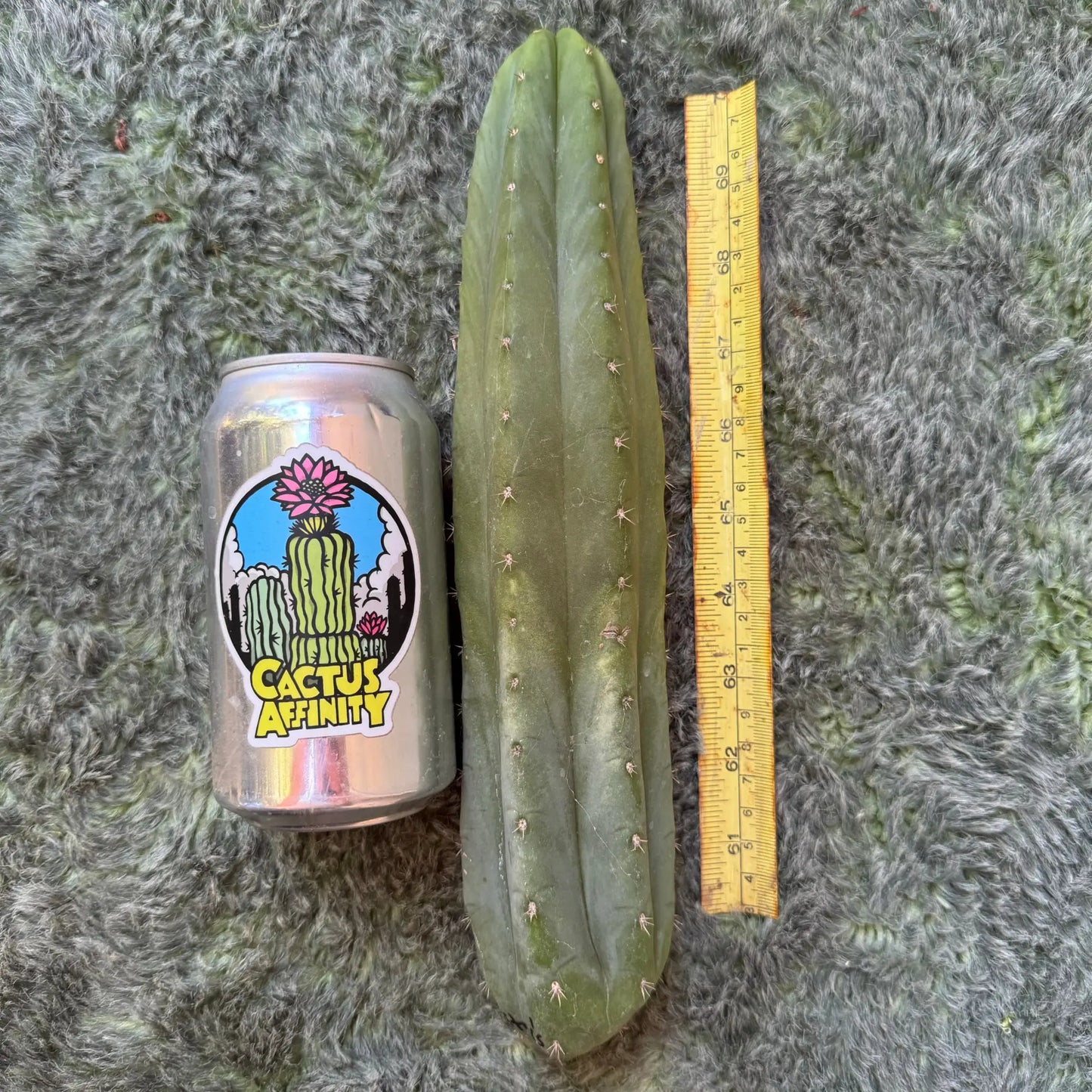 Star’s Huancabamba - one 11” tip cut - live cactus plant