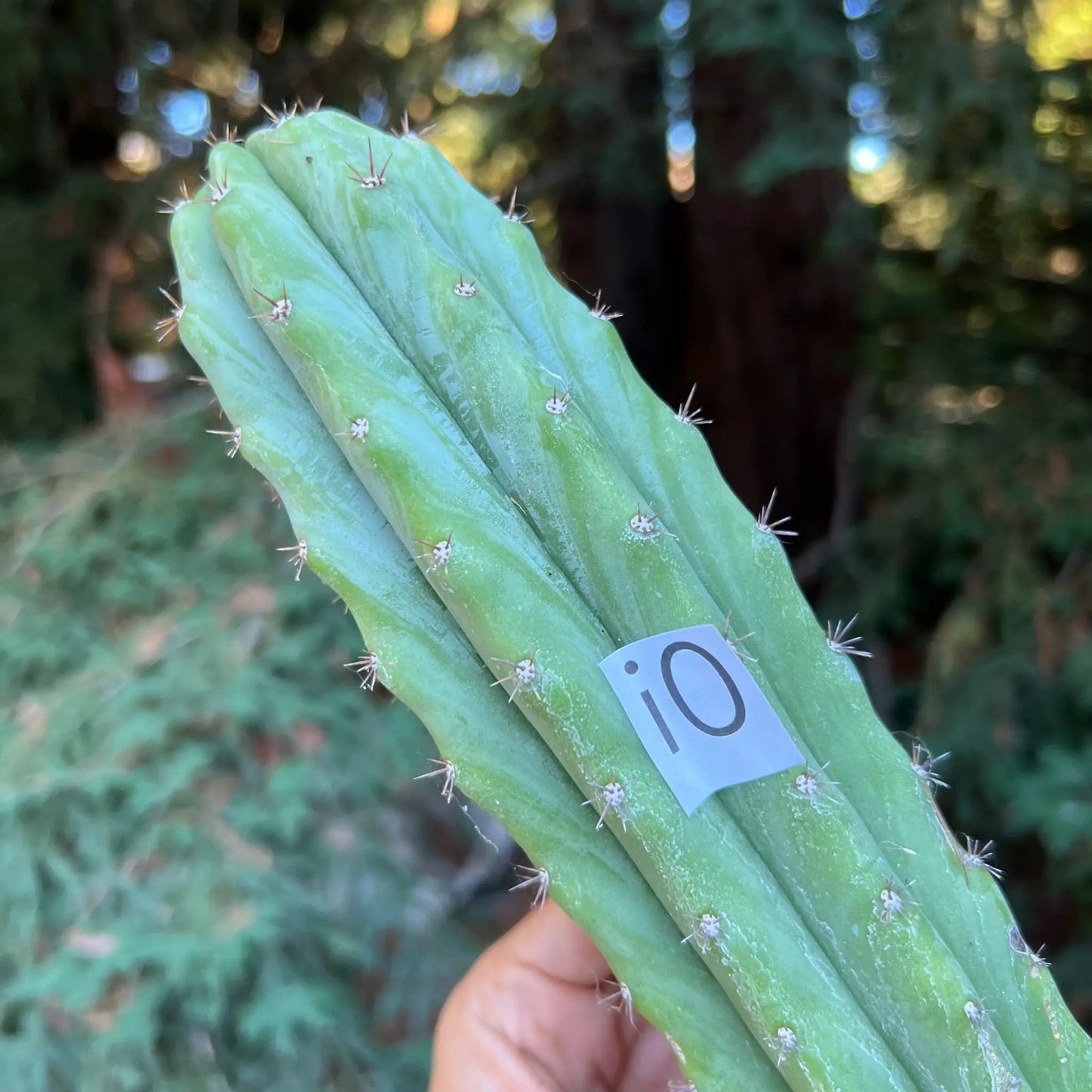 Tammy - i0 14” tip cut - live cactus plant