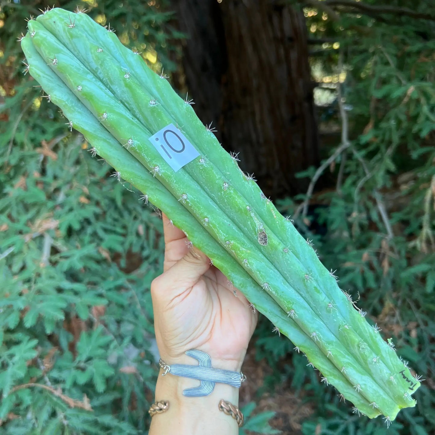 Tammy - i0 14” tip cut - live cactus plant