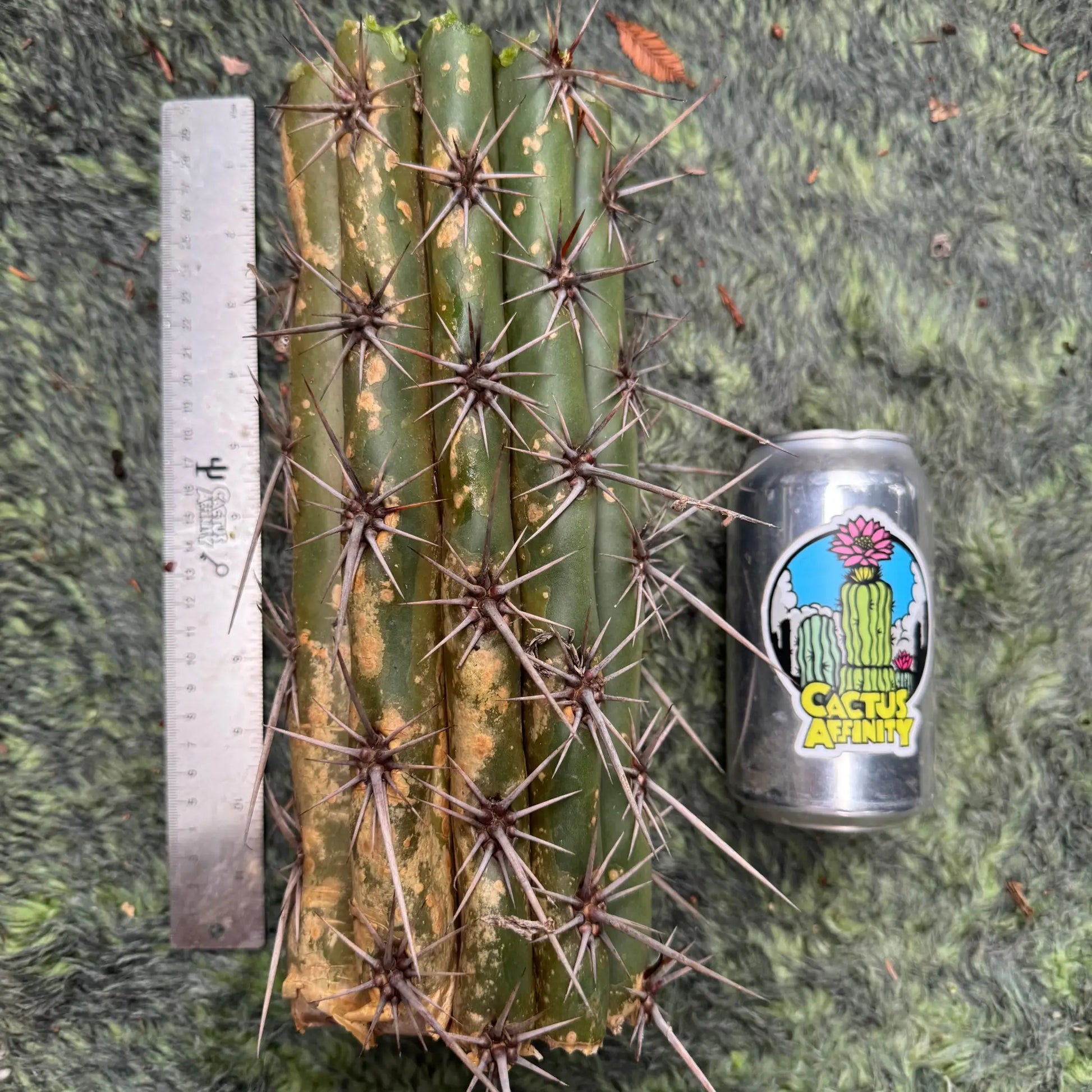 taquimbalensis - 10” center cutting - live cactus plant
