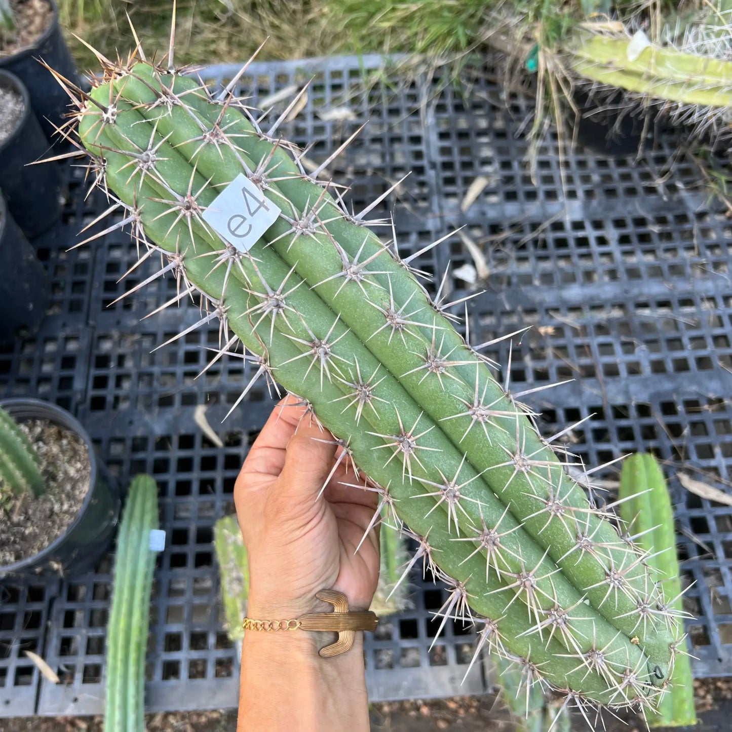 taquimbalensis - e4 15” tip cut - live cactus plant