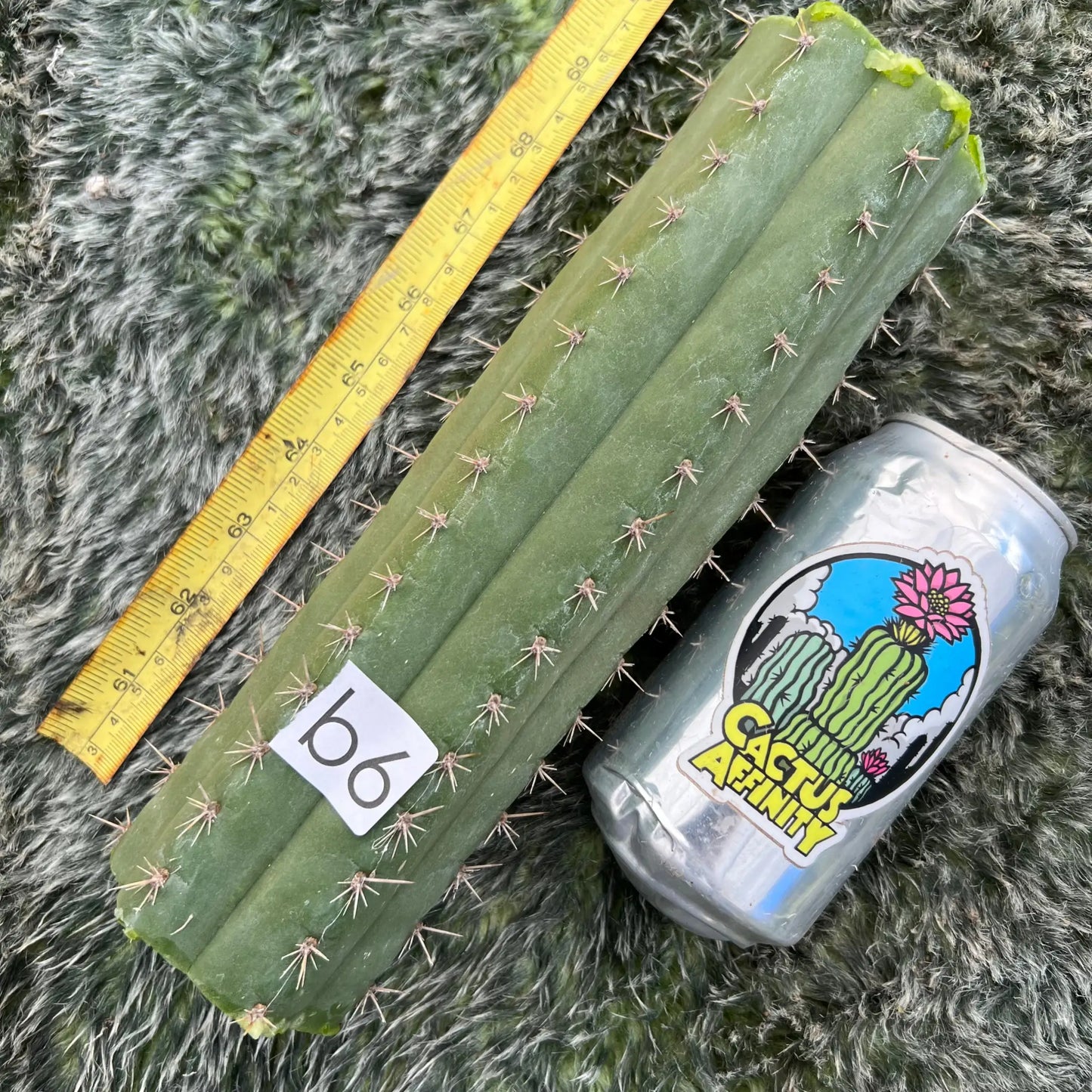 TCP - Cactus Plants - b6 9” center cutting - live cactus