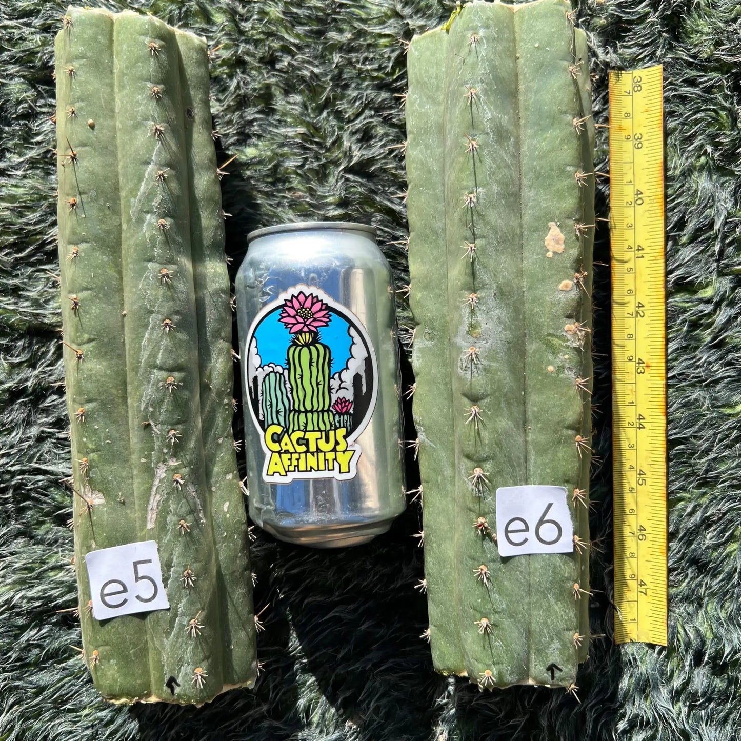 TCP - JS417 - a7 10” center cut - live cactus plant