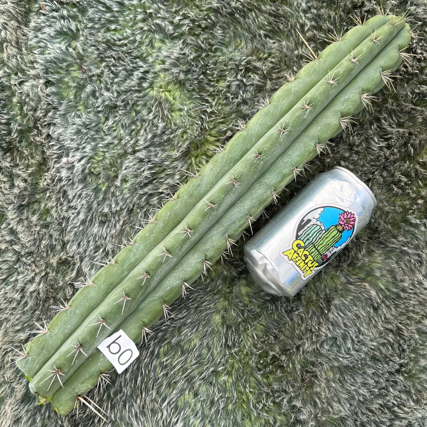 TCP - long cuttings - b0 17” tip cut - live cactus plant