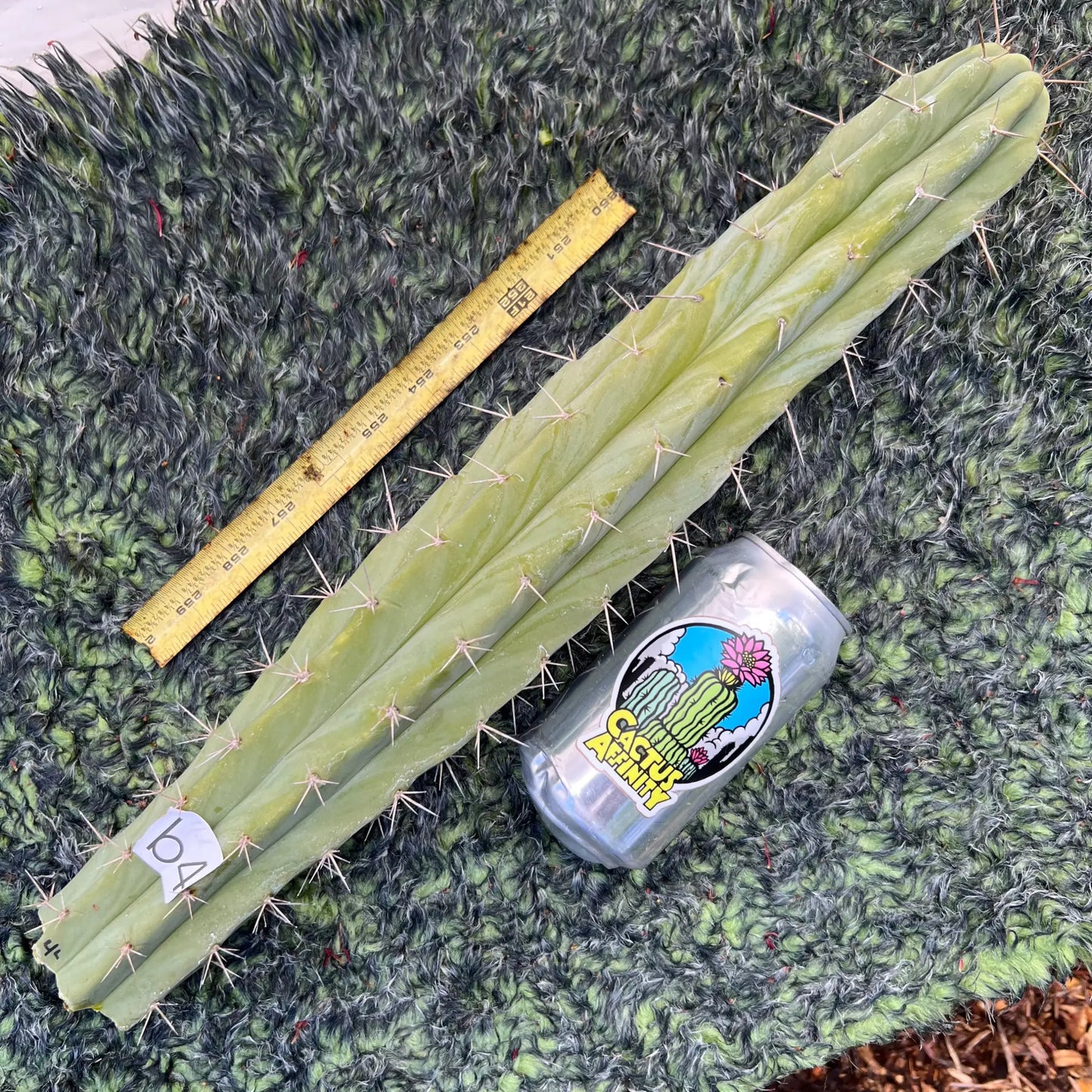 TCP - long cuttings - live cactus plant