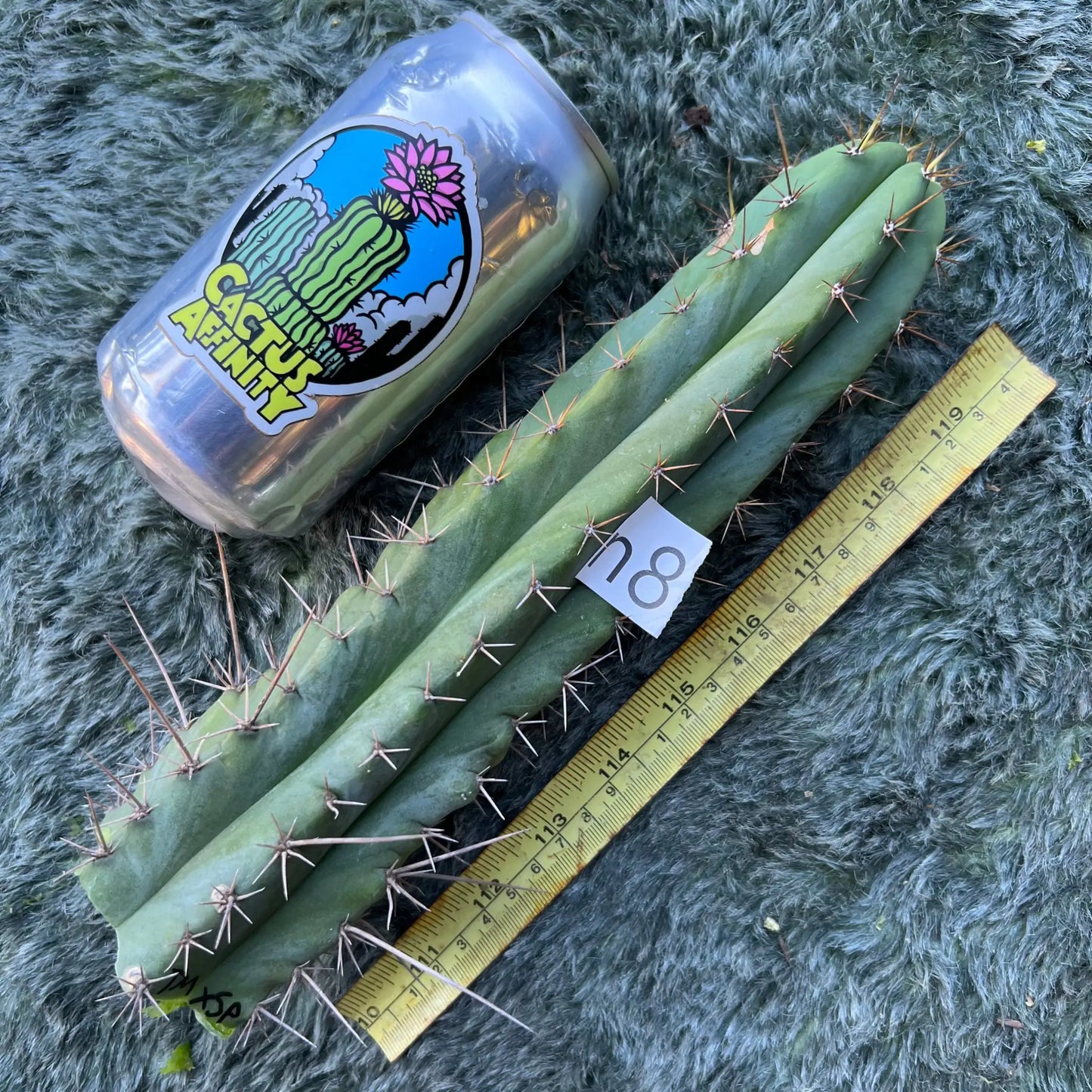 tipz macro x super pedro - n8 10” tip cutting - live