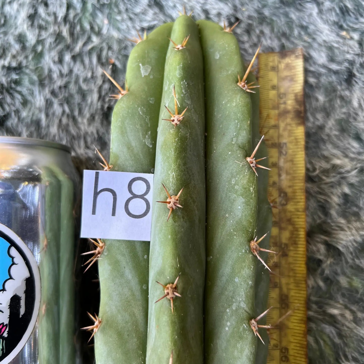 TJG x Bertha - h8 10” tip cut - live cactus plant