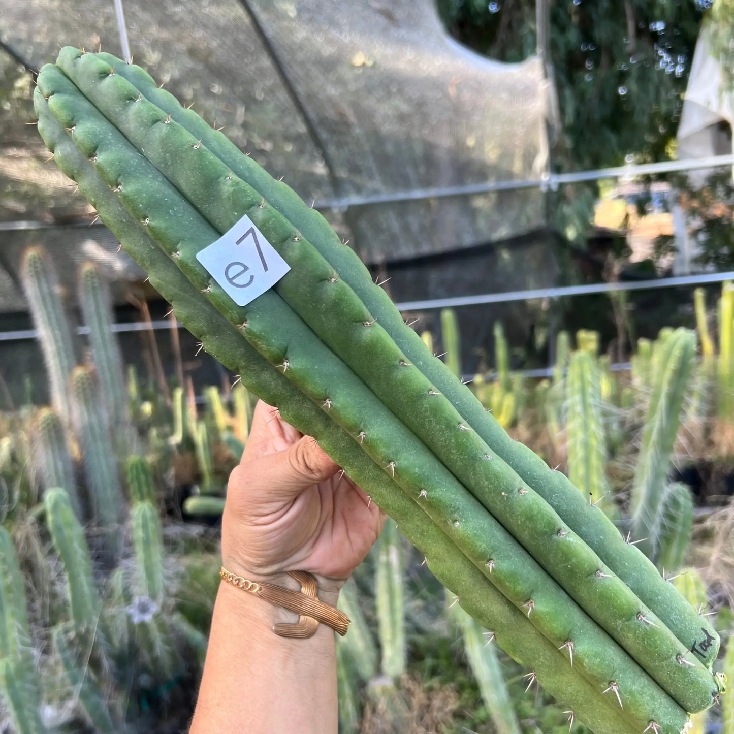 Toad - e7 14” tip cut - live cactus plant