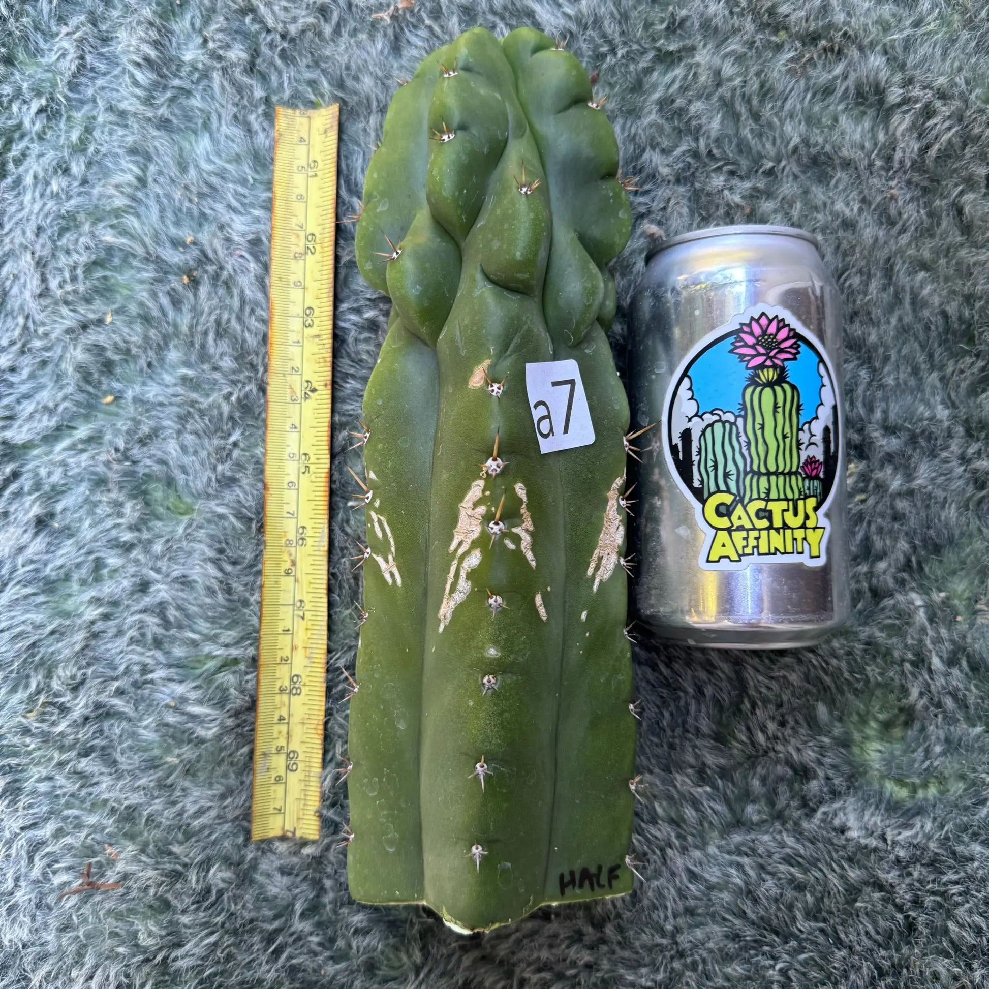TPM “HALF” - a7 10” tip cutting - live cactus plant