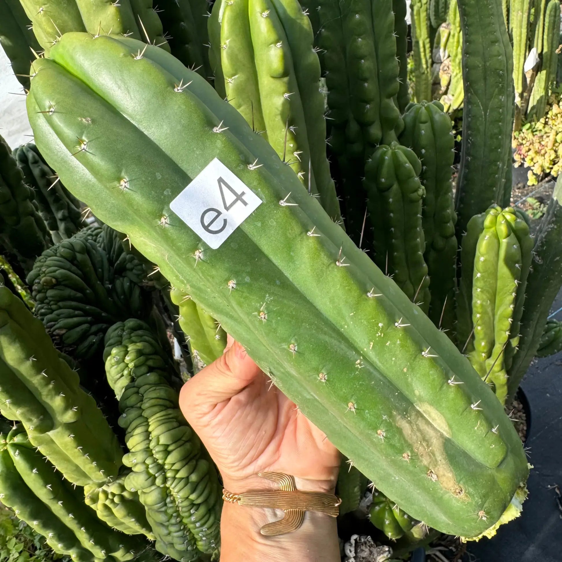 TPM - Poots - e4 12” tip cutting - live cactus plant