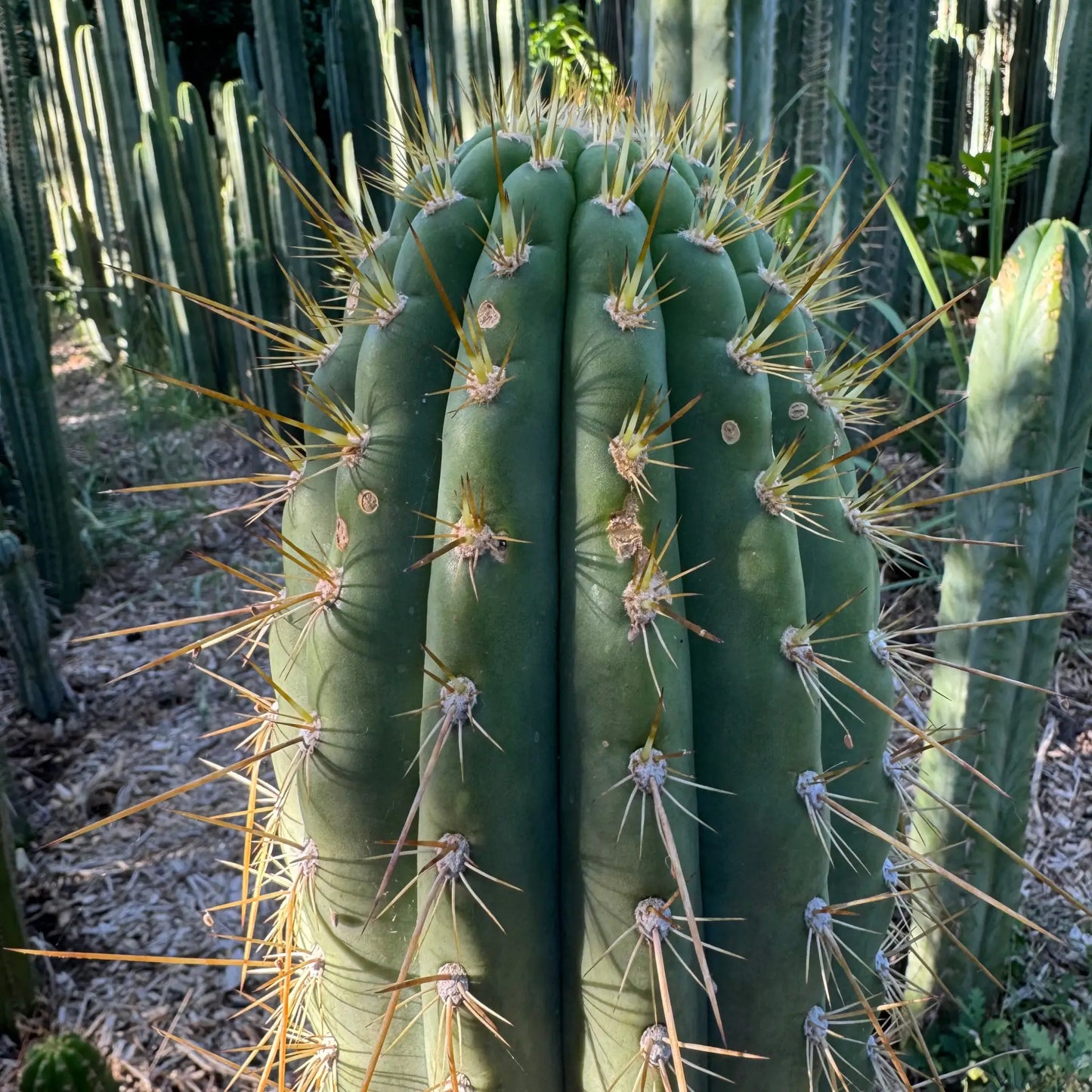 Vali of the Sun - Emer’s validus - live cactus plant
