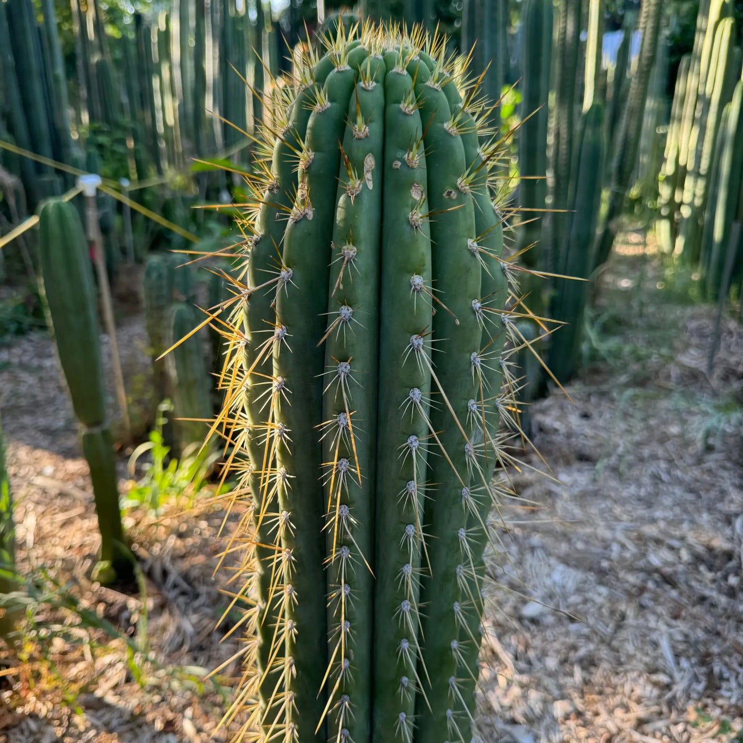Vali of the Sun - Emer’s validus - live cactus plant