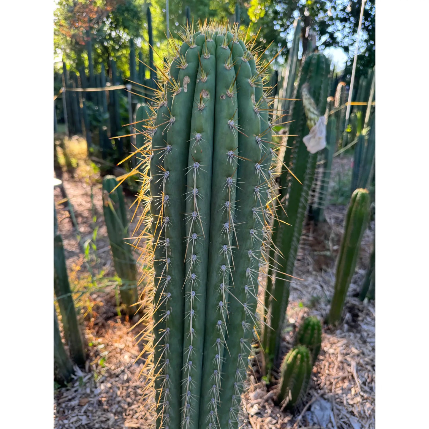 Vali of the Sun - Emer’s validus - live cactus plant