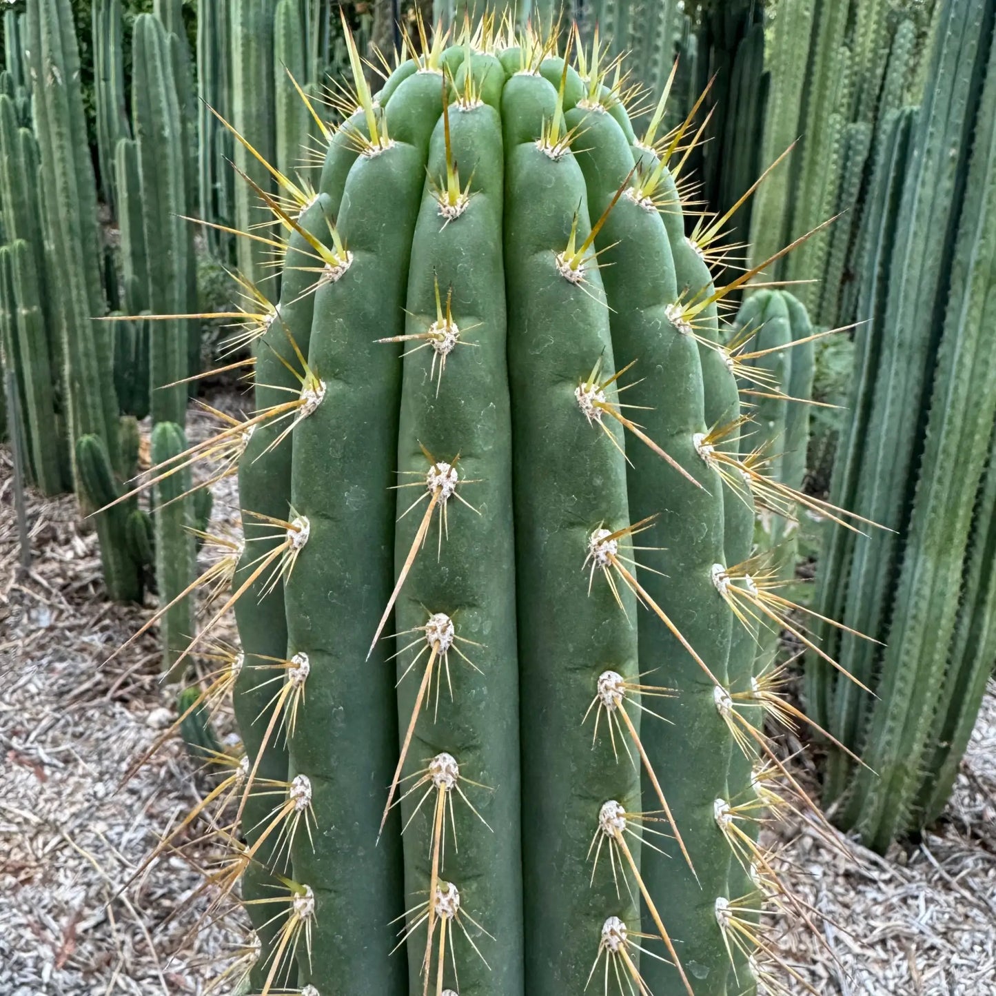 Vali of the Sun - Emer’s validus - live cactus plant