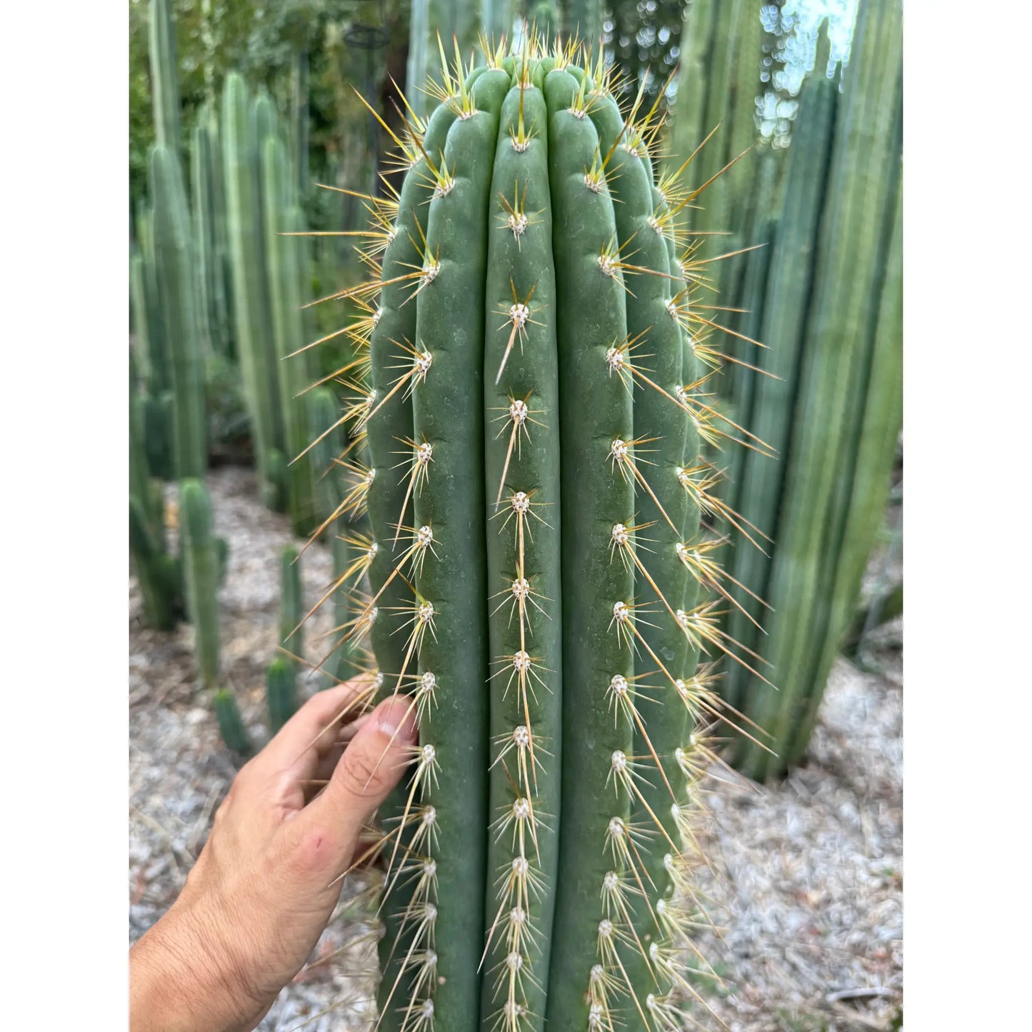 Vali of the Sun - Emer’s validus - live cactus plant
