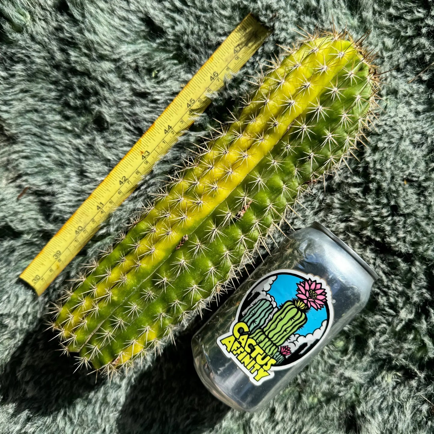variegated spachianus - 10” tip cut - live cactus plant