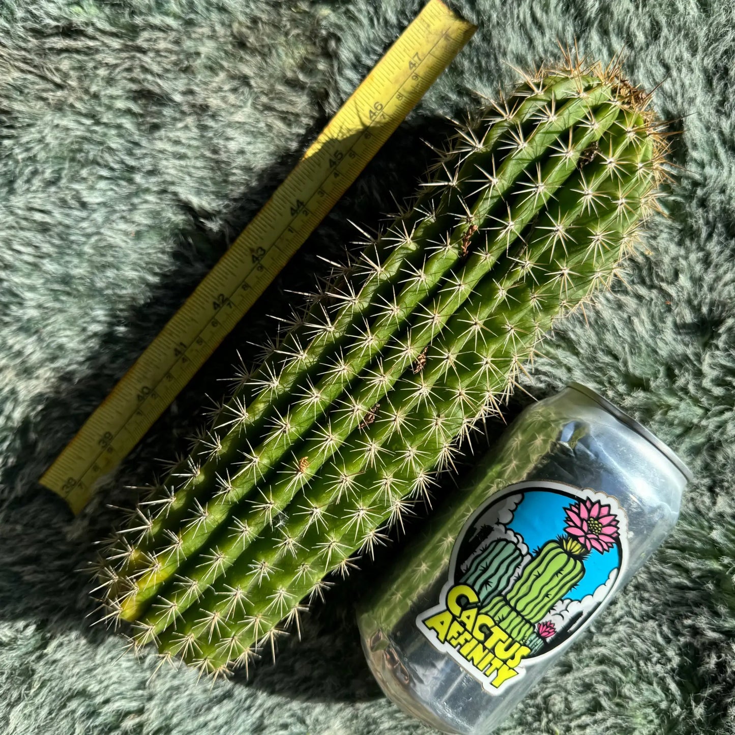 variegated spachianus - 10” tip cut - live cactus plant