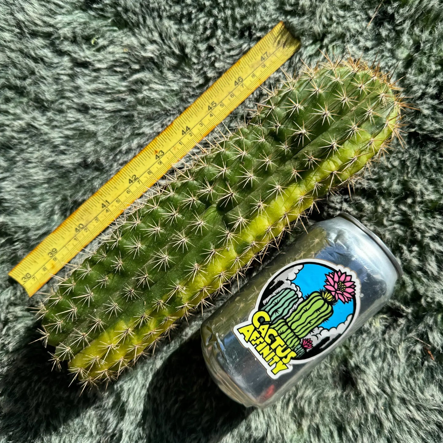 variegated spachianus - 10” tip cut - live cactus plant
