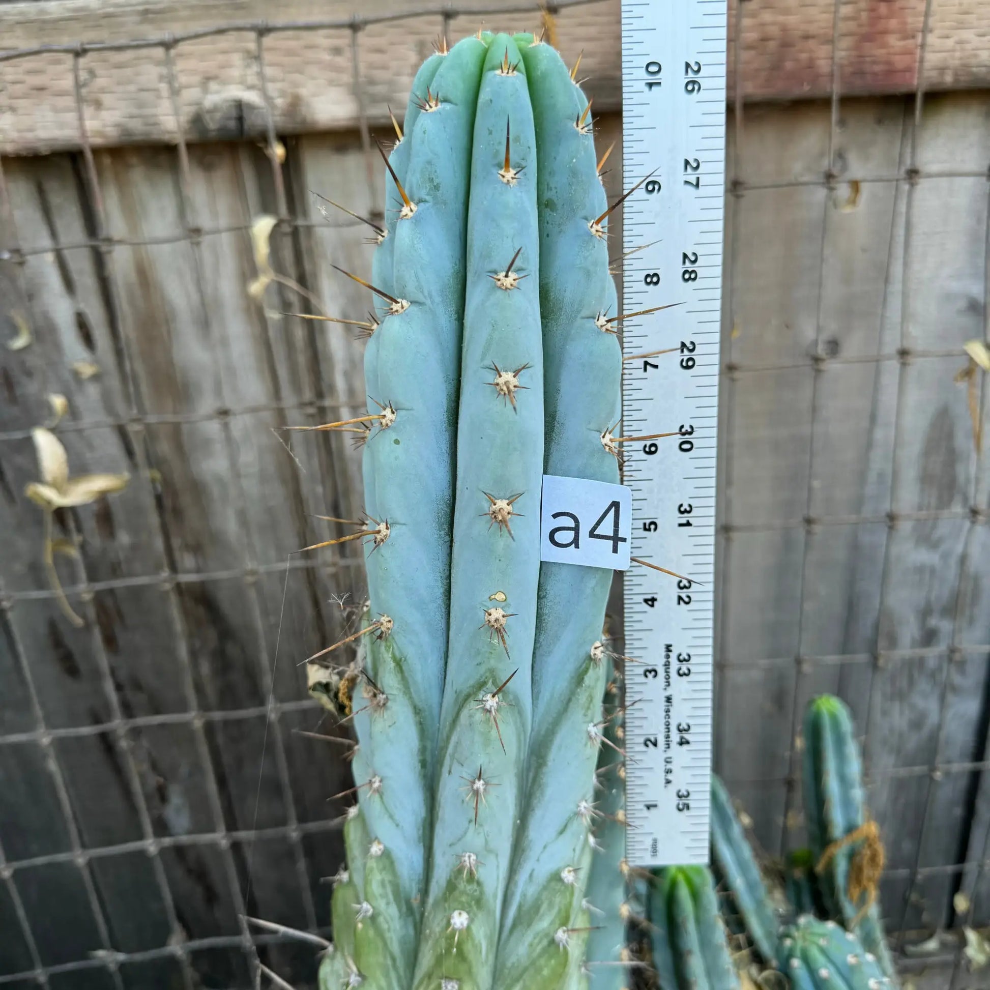 Verne’s Wild Andes aka IcarosDNA - a4 10” tip cutting