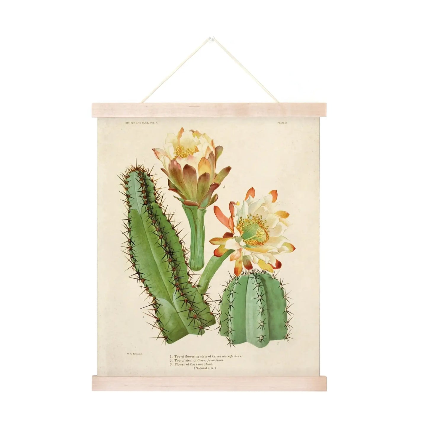 Vintage Cereus Cactus Print w/ Optional Frame - 8x10