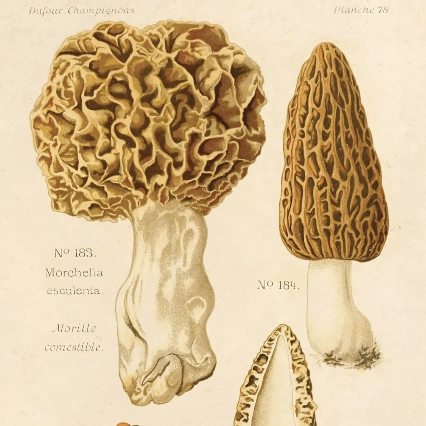 Vintage Morels Mushroom Print w/ Optional Frame - Poster