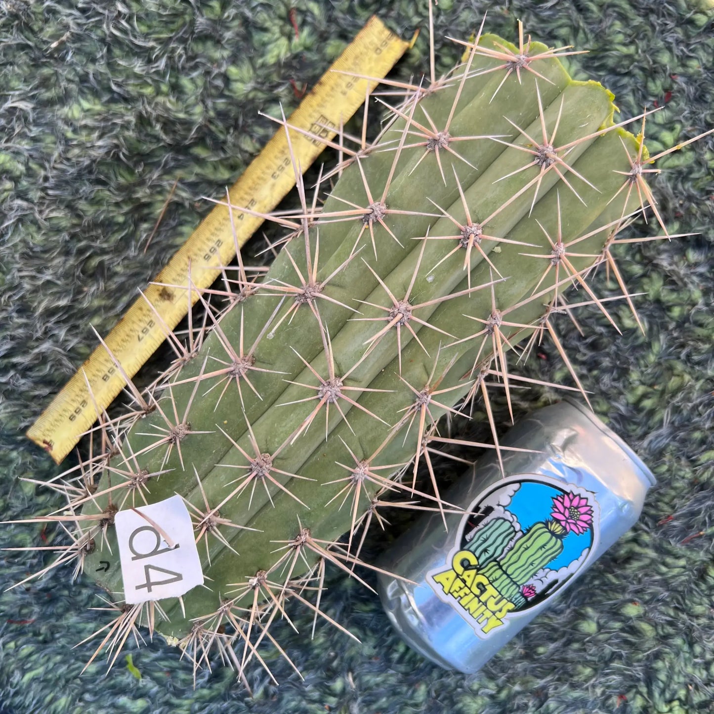 werdermannianus JS210 - d4 10” center cut - live cactus