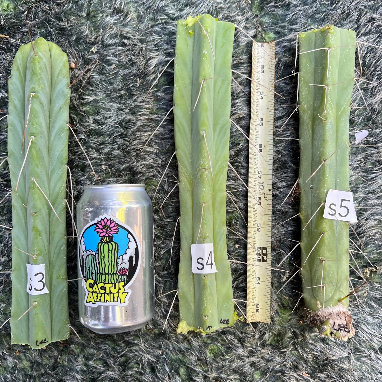 Lee - S3 10” tip cut - live cactus plant
