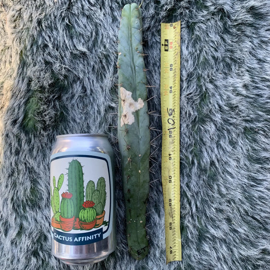 ET - 10” tip cut - live cactus plant