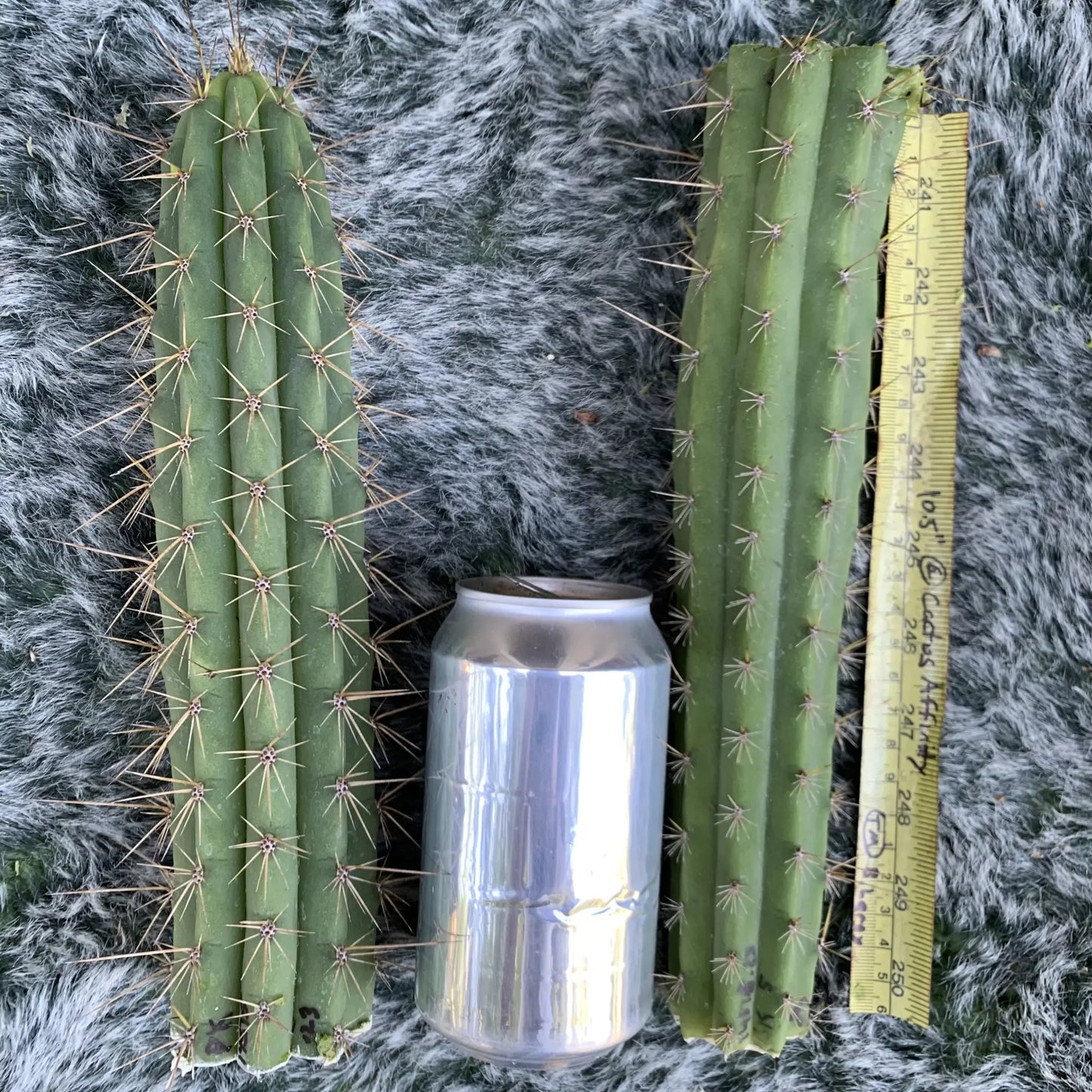 BK 14515.23 - 10” tip cut - live cactus plant