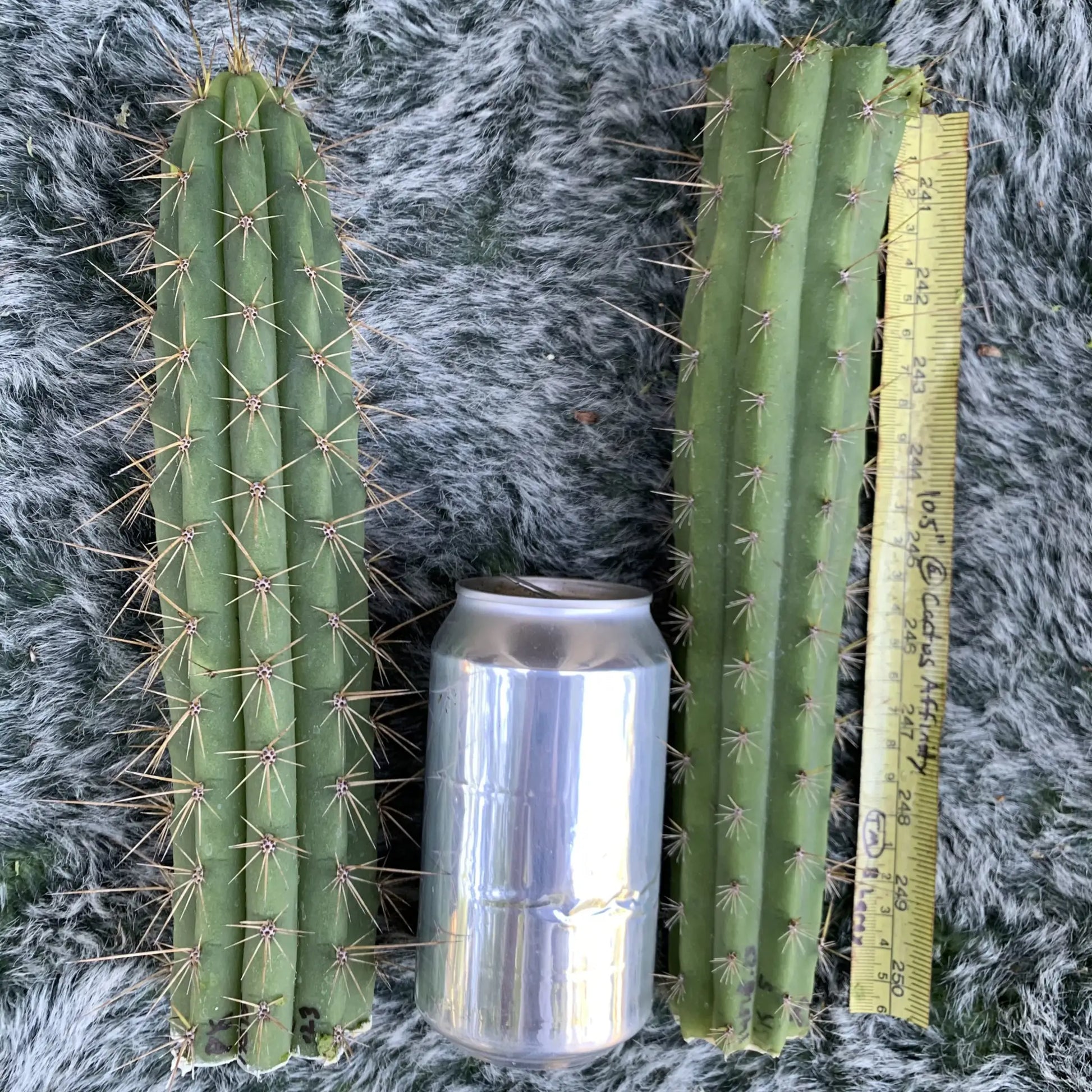 BK 14515.23 - 10” tip cut - live cactus plant