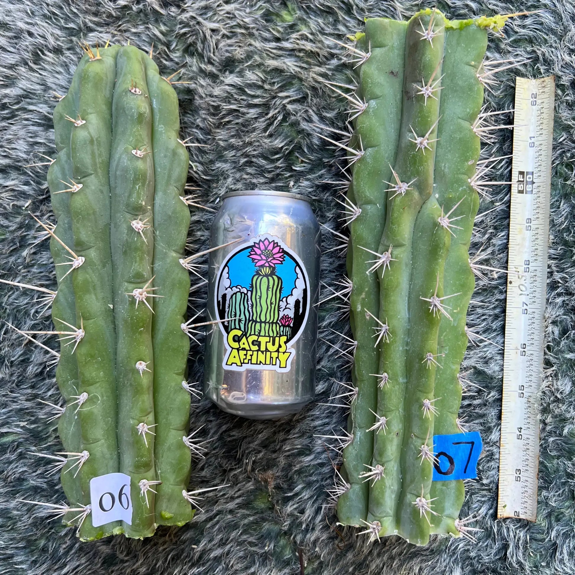 Australian knuthianus - o7 10” center cut - live cactus