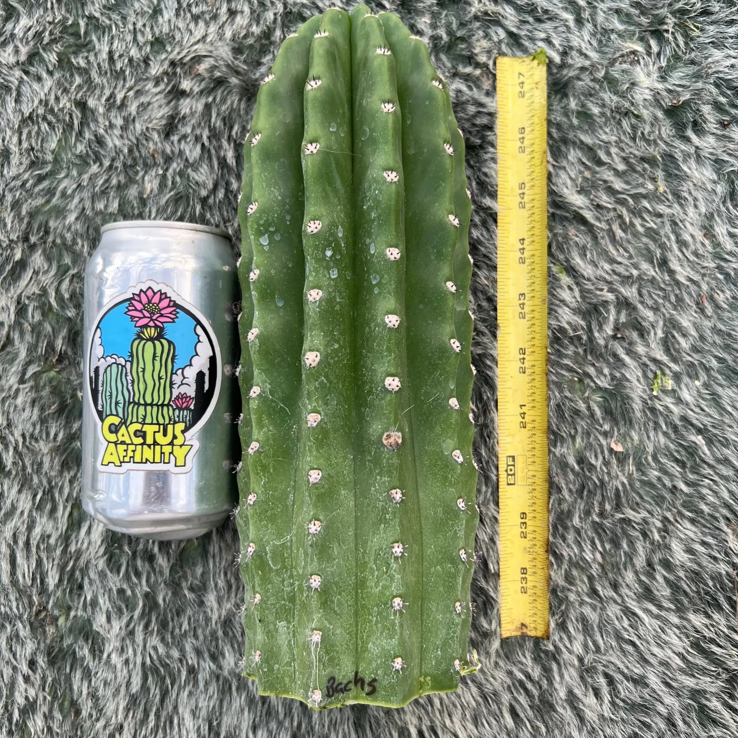 Bach’s Faux Scop - 10” tip cut - live cactus plant