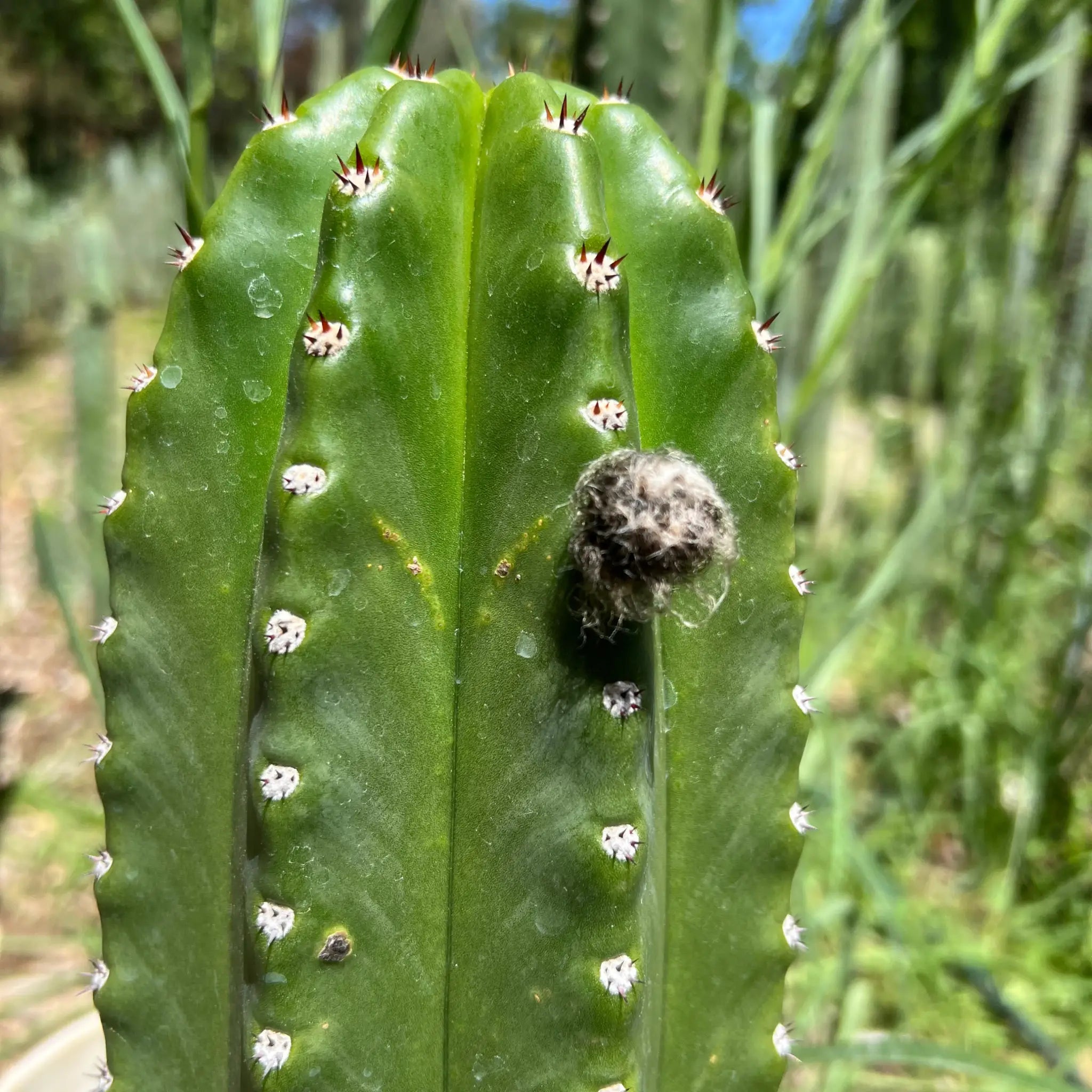 Fake Flowers on Cacti – What a Con. Buyer BEWARE!!! – Piglet in