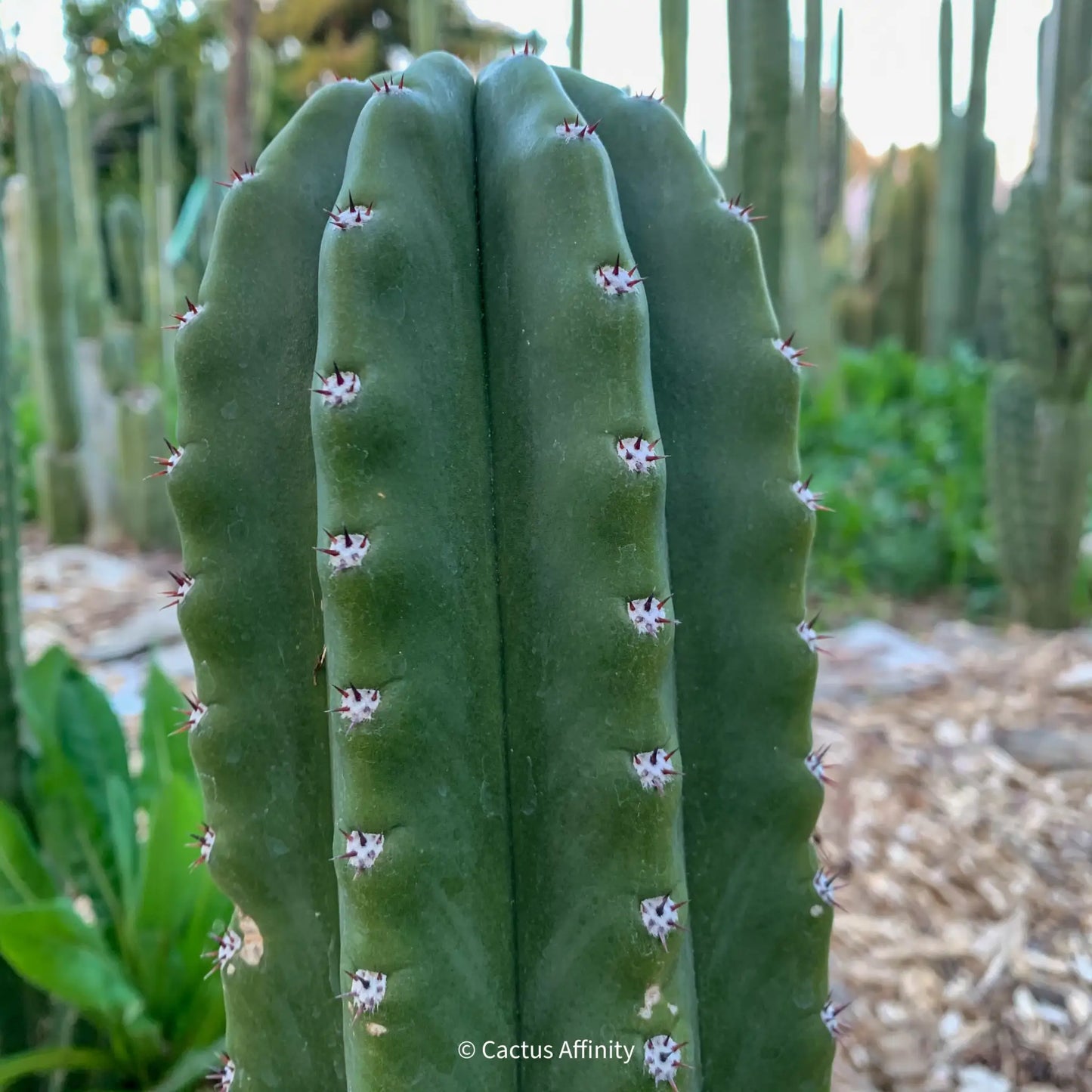 Bach’s Faux Scop - 10” tip cut - live cactus plant