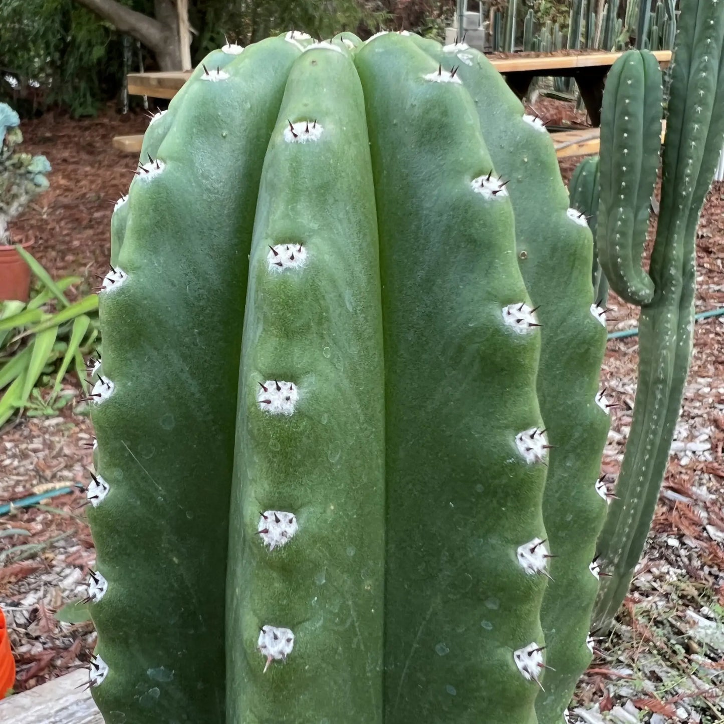 Bach’s Faux Scop - 10” tip cut - live cactus plant